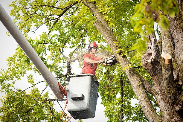 Best Emergency Tree Removal  in Port Chester, NY