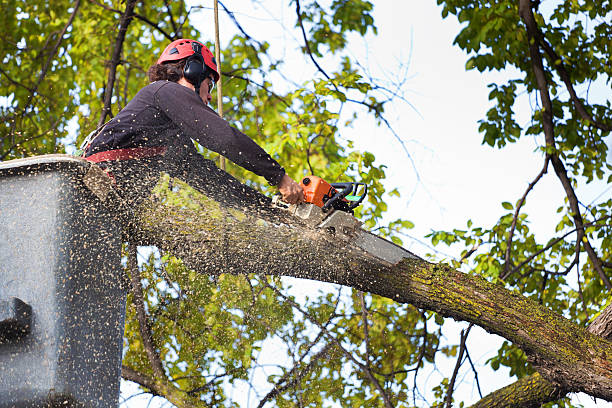 How Our Tree Care Process Works  in  Port Chester, NY